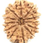 Collector 12 Mukhi Rudraksha - Nepal