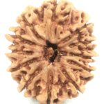Collector 12 Mukhi Rudraksha - Nepal