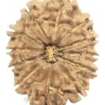 Collector 12 Mukhi Rudraksha - Nepal