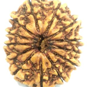 Collector 12 Mukhi Rudraksha - Nepal