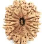 Collector 12 Mukhi Rudraksha - Nepal