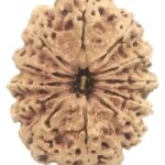 Super Collector 12 Mukhi Rudraksha - Nepal