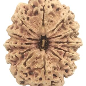 Super Collector 12 Mukhi Rudraksha - Nepal