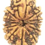 Super Collector 12 Mukhi Rudraksha - 33 mm - Nepal