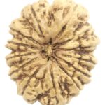 Collector 13 Mukhi Rudraksha - Nepal - 27.70 mm