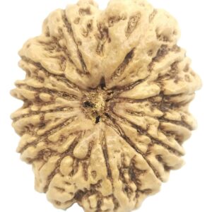 Collector 13 Mukhi Rudraksha - Nepal - 27.70 mm