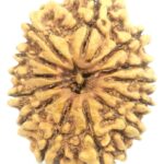 Collector 13 Mukhi Rudraksha - Nepal - 28.08 mm
