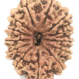 Collector 13 Mukhi Rudraksha - Nepal - 28.17 mm