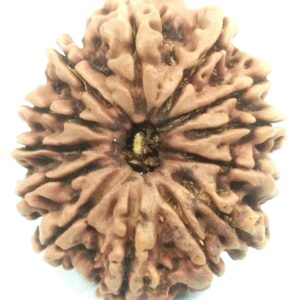 Collector 13 Mukhi Rudraksha - Nepal - 29.35 mm