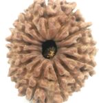 Collector 13 Mukhi Rudraksha - Nepal - 29.63 mm