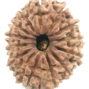 Collector 13 Mukhi Rudraksha - Nepal - 29.63 mm