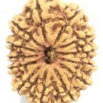 Super Collector 13 Mukhi Rudraksha - Nepal - 30.15 mm