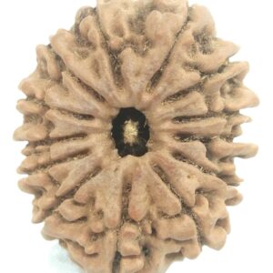 Super Collector 13 Mukhi Rudraksha - Nepal - 31.20 mm