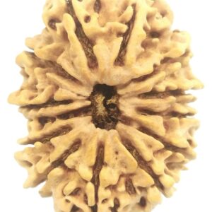 Super Collector 13 Mukhi Rudraksha - Nepal - 31.53 mm