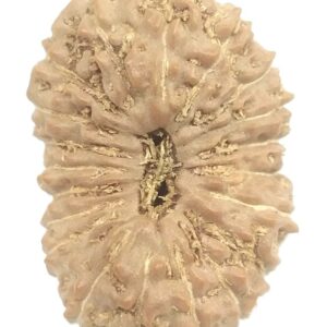 20 Mukhi Rudraksha - Collector - 20.65 mm - Java