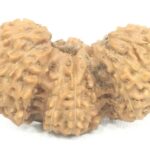 Super Collector Trijuti Rudraksha - 19 Mukhi - Java - 25.60 mm