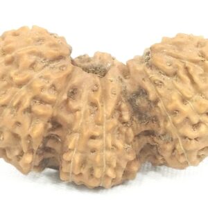 Super Collector Trijuti Rudraksha - 19 Mukhi - Java - 25.60 mm