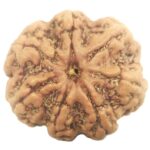 Rare 7 Mukhi Rudraksha with Seven Complete Seeds - Nepal