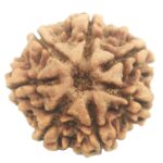 Rare 7 Mukhi Rudraksha with Seven Complete Seeds - Nepal