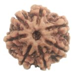 Rare 7 Mukhi Rudraksha with Seven Complete Seeds - Nepal