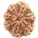Rare 7 Mukhi Rudraksha with Seven Complete Seeds - Nepal