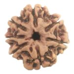 Rare 7 Mukhi Rudraksha with Seven Complete Seeds - Nepal