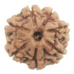 Rare 7 Mukhi Rudraksha with Seven Complete Seeds - Nepal