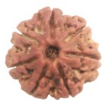 Rare 7 Mukhi Rudraksha with Seven Complete Seeds - Nepal
