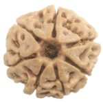 Rare 7 Mukhi Rudraksha with Seven Complete Seeds - Nepal