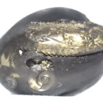 Ananta Shaligram