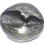Parshurama Shaligram