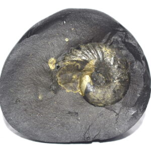 Maha Vishnu Sudarshan Shaligram