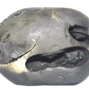 Rare Big Size Purushottama Shaligram