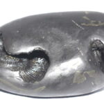 Matsya Shaligram / Vira Matsya Salagram