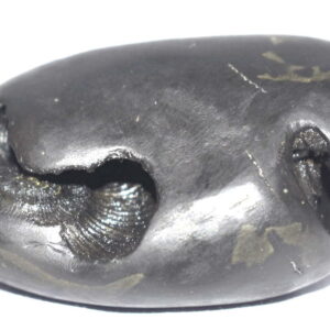 Matsya Shaligram / Vira Matsya Salagram