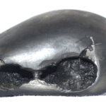 Laxmi Narsimha Shaligram