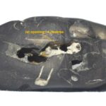 Rare Laxmi Narayan Vishvambhara Shaligram