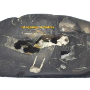 Rare Laxmi Narayan Vishvambhara Shaligram