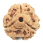 3 Mukhi Rudraksha with Three Complete Seeds - 19.01 mm - Nepal