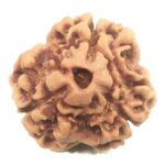 3 Mukhi Rudraksha with Three Complete Seeds - 18.50 mm - Nepal