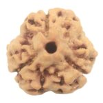 3 Mukhi Rudraksha with Three Complete Seeds - 17.90 mm - Nepal