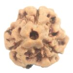 3 Mukhi Rudraksha with Three Complete Seeds - 18.90 mm - Nepal