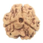 3 Mukhi Rudraksha with Three Complete Seeds - 17.80 mm - Nepal
