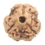 3 Mukhi Rudraksha with Three Complete Seeds - 20.01 mm - Nepal
