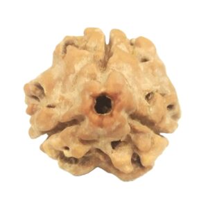 3 Mukhi Rudraksha with Three Complete Seeds - 19 mm - Nepal