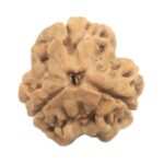 Collector 3 Mukhi Rudraksha With complete 3 Seeds - 21 mm - Nepal