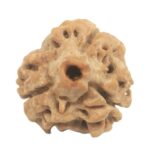 3 Mukhi Rudraksha with Three Complete Seeds - 20 mm - Nepal