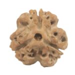 3 Mukhi Rudraksha with Three Complete Seeds - 20 mm - Nepal