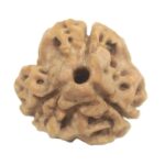 3 Mukhi Rudraksha with Three Complete Seeds - 20 mm - Nepal