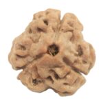 3 Mukhi Rudraksha with Three Complete Seeds - 19.20 mm - Nepal